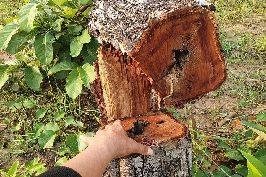 Hiện trường vụ phá rừng ở Ea Súp. Ảnh QN