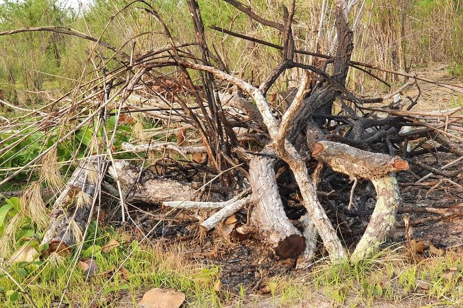 Vụ phá rừng đang được cơ quan chức năng khẩn trương điều tra. Ảnh QN