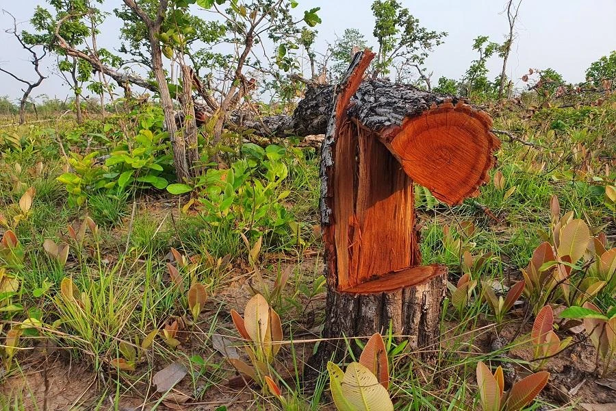 Nhiều cây bị đốn hạ. Ảnh QN