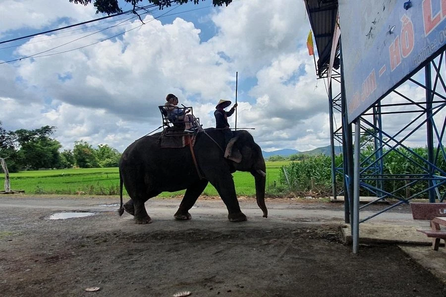 Tỉnh Đắk Lắk sẽ chấm dứt hoạt động du lịch cưỡi voi. Ảnh HT