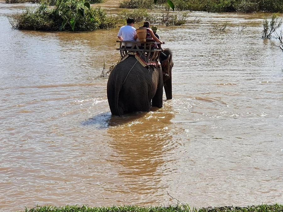 Đến khoảng năm 2026, Đắk Lắk sẽ chấm dứt việc cưỡi voi, thay vào đó là du lịch thân thiện với voi. Ảnh HT