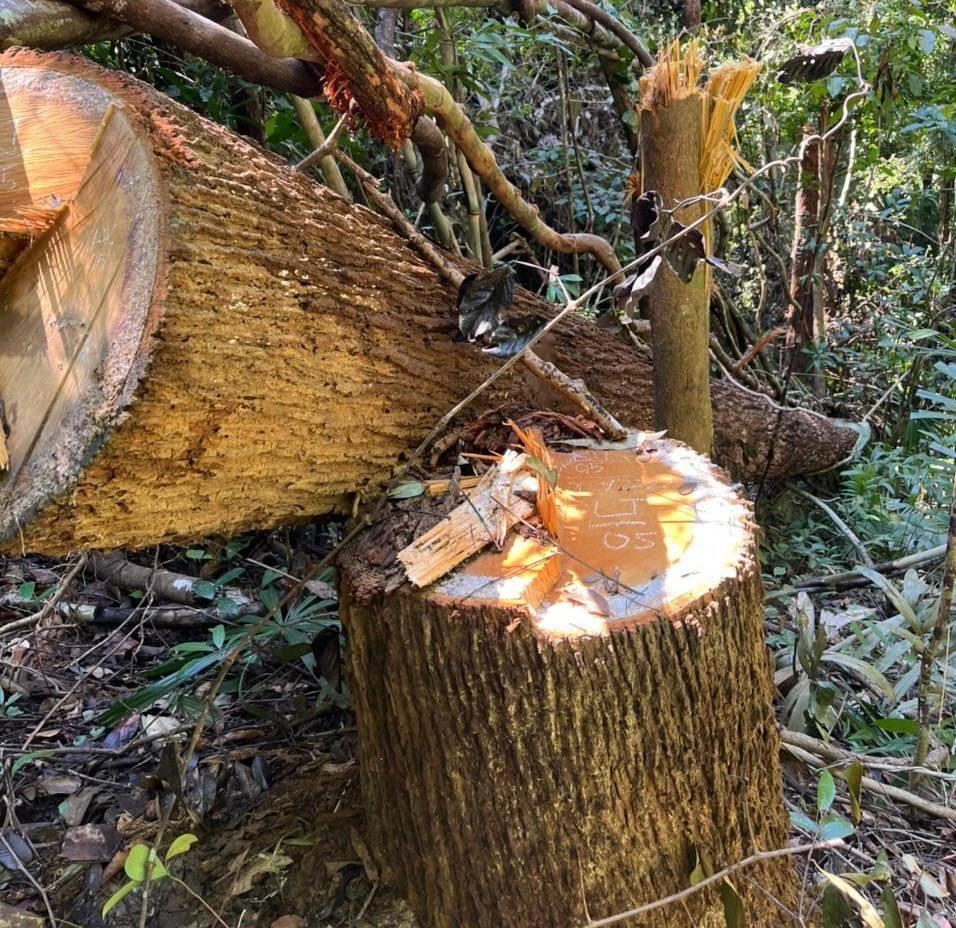 Hạt Kiểm lâm Sa Thầy đã khởi tố vụ án. Ảnh HH