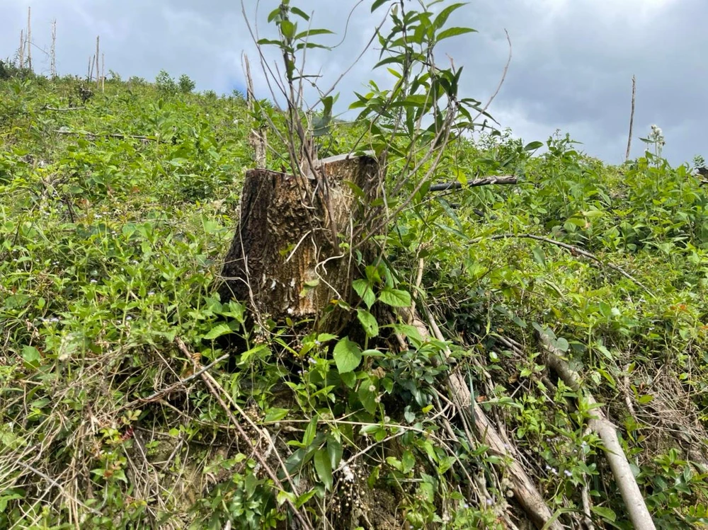 Rừng phòng hộ ở Vân Canh bị tàn phá nghiêm trọng. Ảnh HĐ