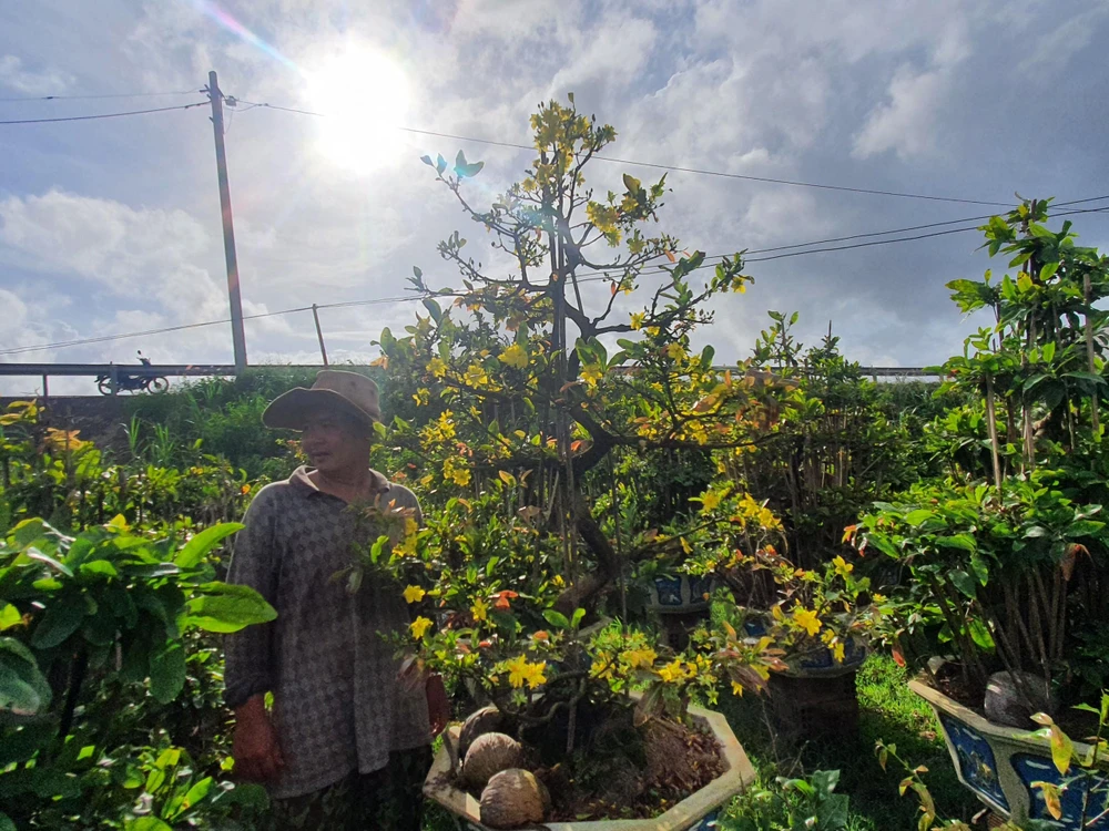 Ông Chính lo lắng vì hàng chục chậu mai trong vườn đã nở hoa sớm. Ảnh QN