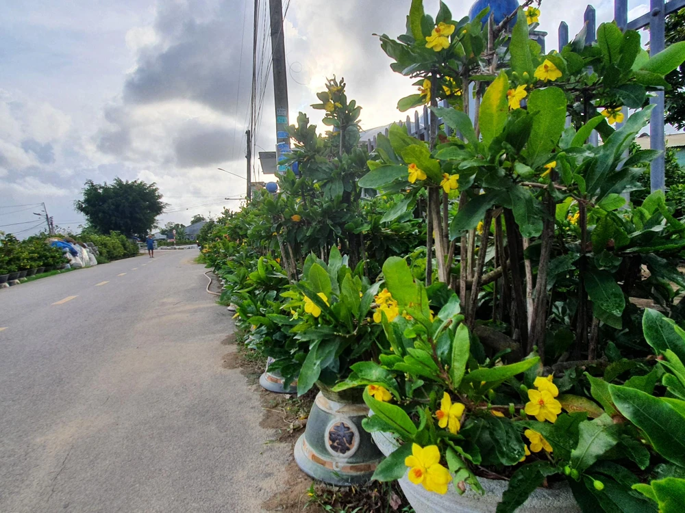 Theo người dân, việc mai năm nay nở sớm có thể do năm nay thời tiết ấm hơn mọi năm. Ảnh QN