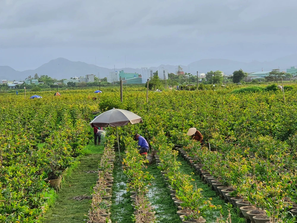 Thị xã An Nhơn được coi là 'thủ phủ' mai ở miền Trung. Ảnh QN