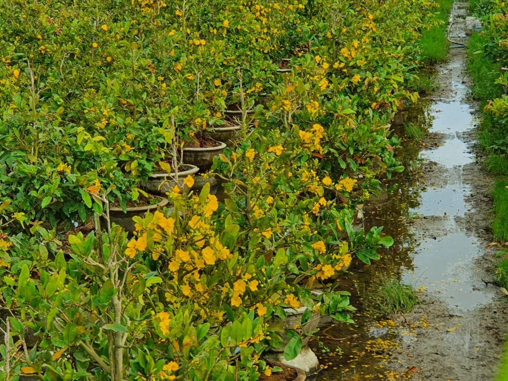 Không khó để bắt gặp nhiều vườn mai với cả hơn trăm chậu cũng đã nở rộ ở thủ phủ mai. Ảnh QN