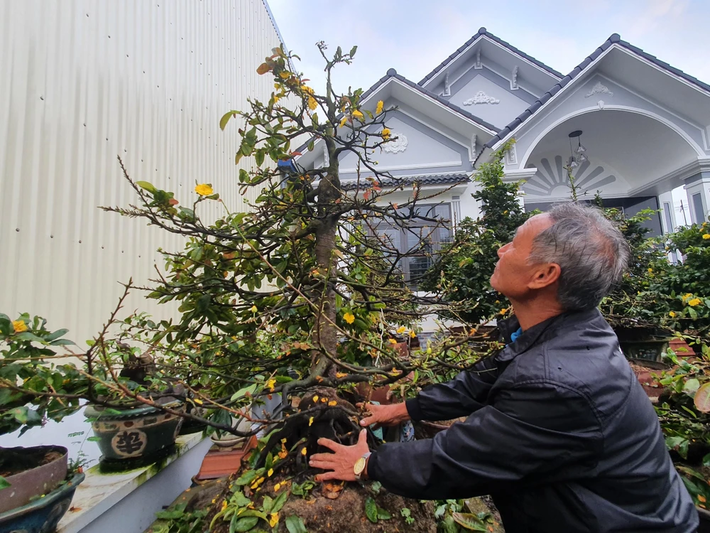 Bén duyên với mai bonsai, ông Phẩm có được cơ ngời tiền tỉ. Ảnh QN