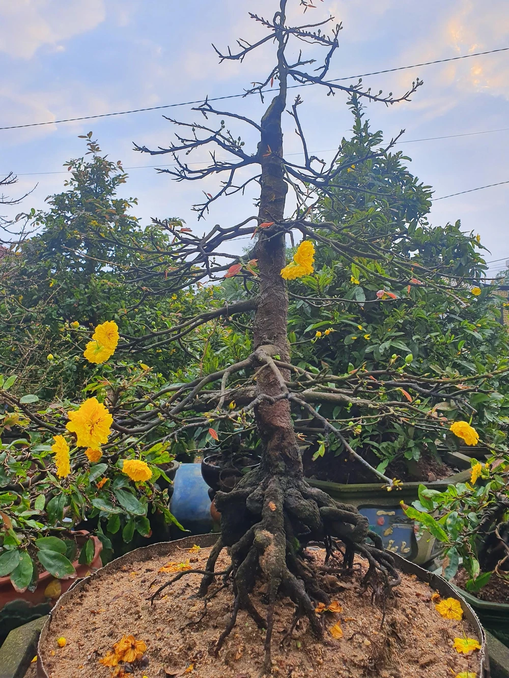 Từng có người nói ông Phẩm 'khùng' vì nghèo mà 'chơi' mai. Ảnh QN