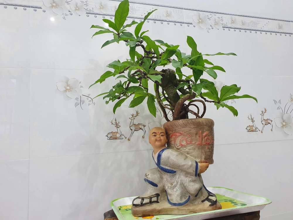 Ngoài mai bonsai, ông Phẩm còn tạo dáng nhiều loại cây cảnh khác. Ảnh QN