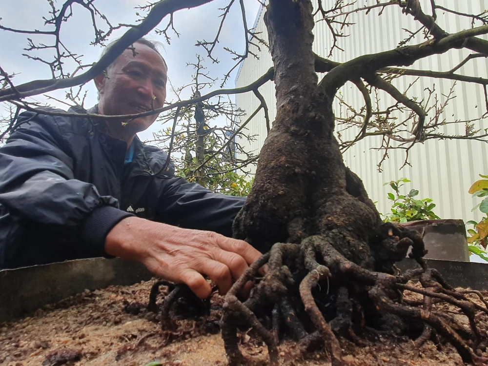 Có những gốc mai được khách trả gần cả trăm triệu đồng nhưng ông Phẩm không bán. Ảnh QN