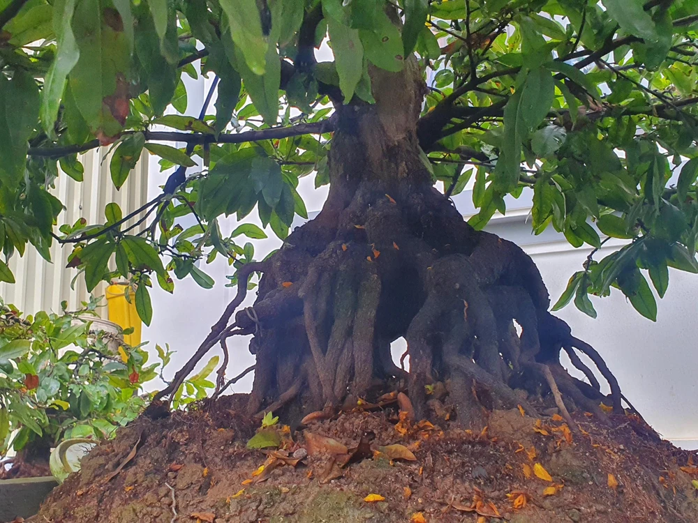 Mỗi năm, gia đình nghệ nhân thu nhập hàng trăm triệu đồng từ mai. Ảnh QN