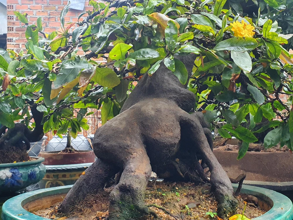 Một chậu mai quý có hình dáng độc đáo trong vườn của ông Phẩm. ảnh QN