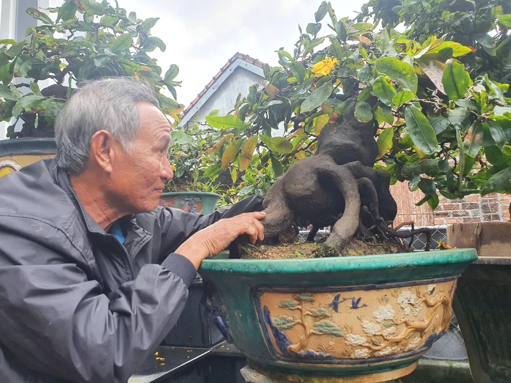 Để có được chậu mai đẹp, độc, người nghệ nhân phải dày công tạo thế, chăm sóc. Ảnh QN