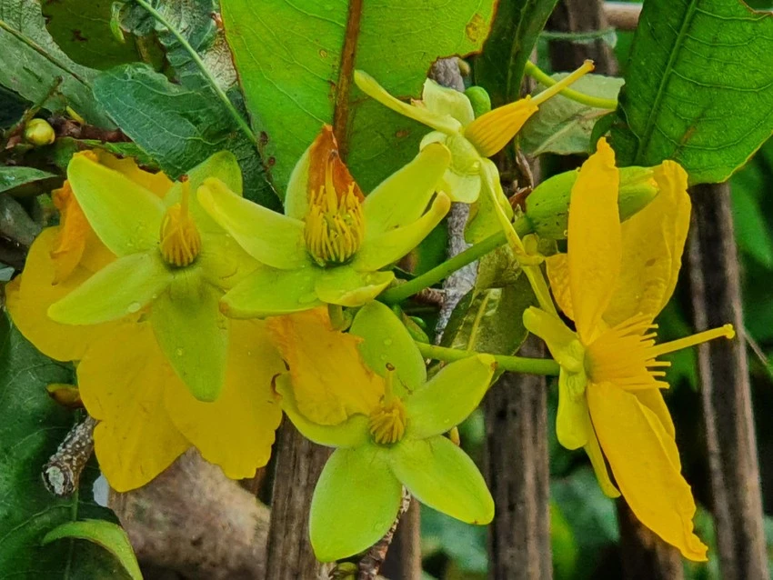 Thị xã An Nhơn được xem là 'thủ phủ mai vàng' của cả nước. Ảnh QN