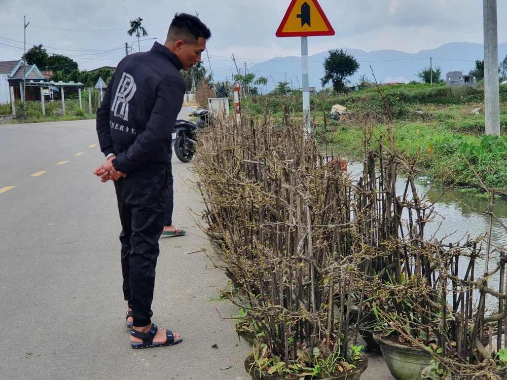 Nhiều khách đến tận vườn để lựa chọn những cây mai ưng ý. Ảnh QN