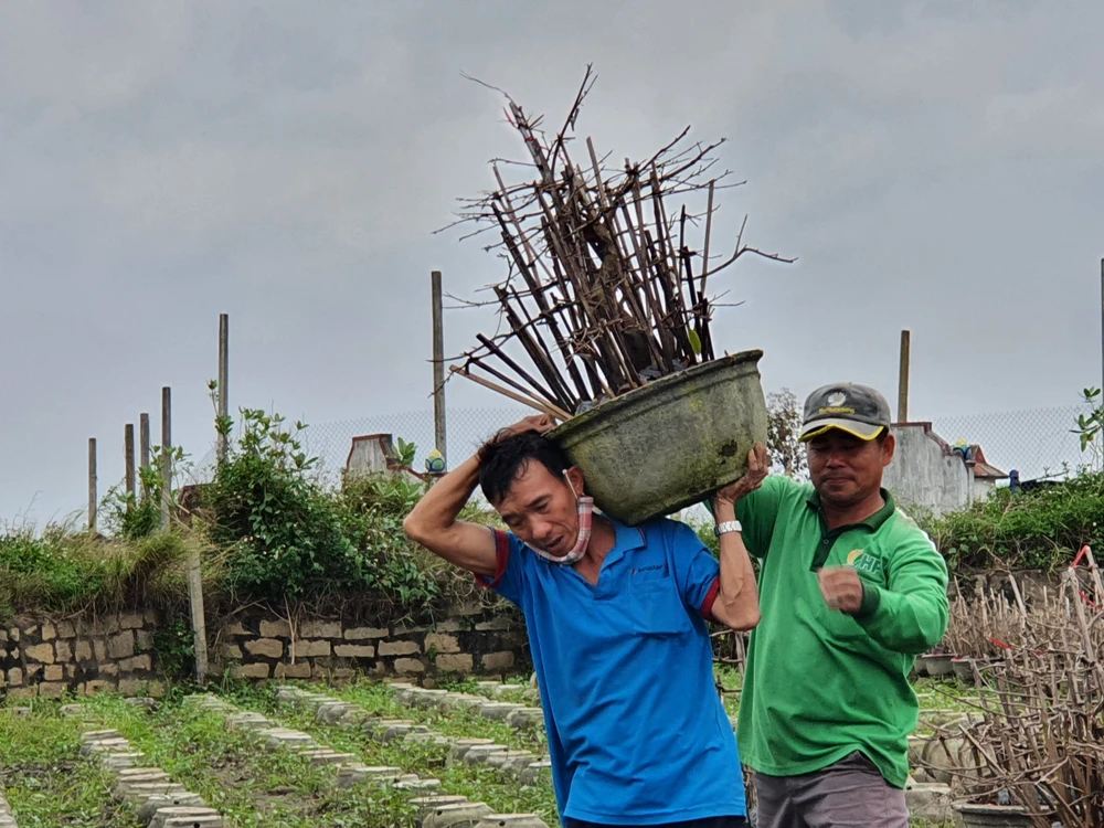 Người trồng mai đang tất bật vào vụ mai Tết. Ảnh QN