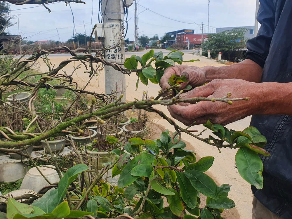 Nhiều người vẫn đang lặt lá để kịp giao mai cho khách đã đặt. Ảnh QN