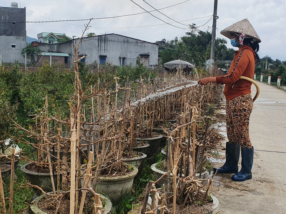Chị Hồng đã bán được hơn 100 chậu mai những ngày đầu vụ mai Tết. Ảnh QN