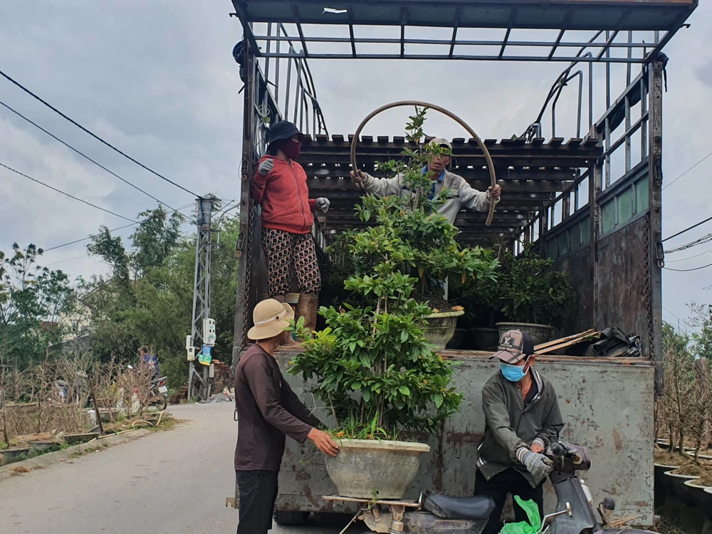 Rộn ràng vụ mai Tết ở thủ phủ mai Bình Định. Ảnh QN