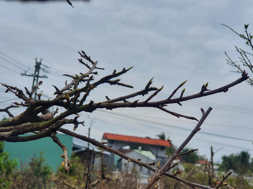 Một số người vẫn lo lắng vì thời tiết lạnh sẽ ảnh hưởng đến mai nở chậm không kịp Tết. Ảnh QN