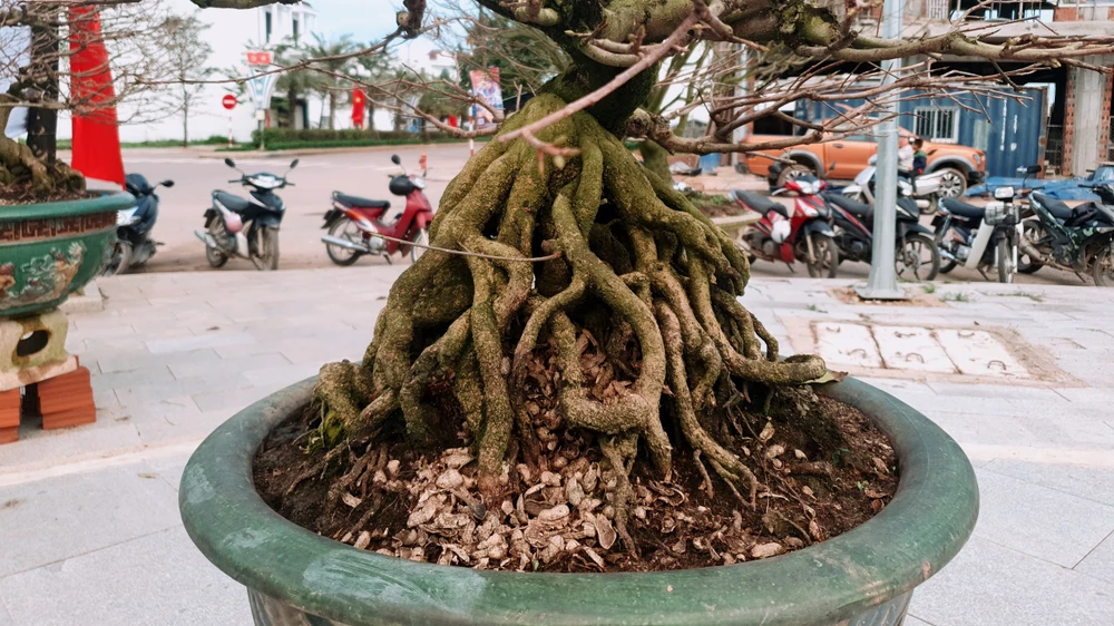 Nhiều gốc mai có tuổi đời hàng chục năm tuổi với dáng thế độc đáo. Ảnh: QN