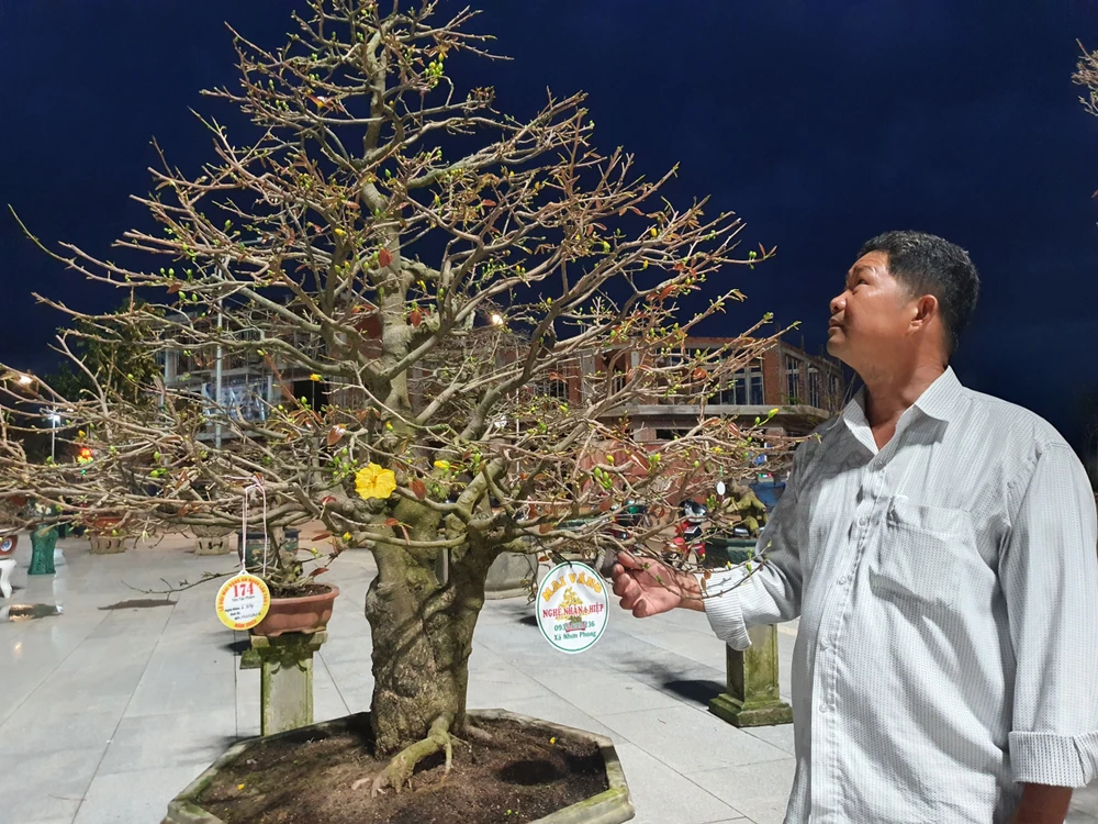 Ông Triệu Tuy bên chậu mai cổ thụ hơn 40 tuổi của gia đình. Ảnh: QN