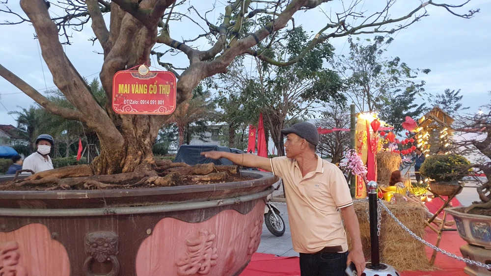 Anh Nguyễn Văn Nhất bên cây mai cổ thụ hơn 100 tuổi của gia đình. Ảnh QN