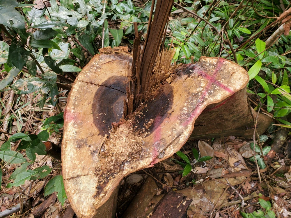 Cơ quan chức năng đang tiến hành điều tra, truy tìm thủ phạm. Ảnh: ON