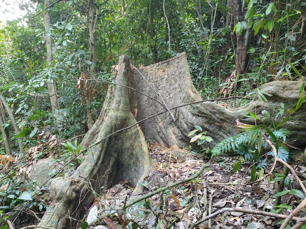 Một số cây có dấu cưa còn mới. Ảnh: ON