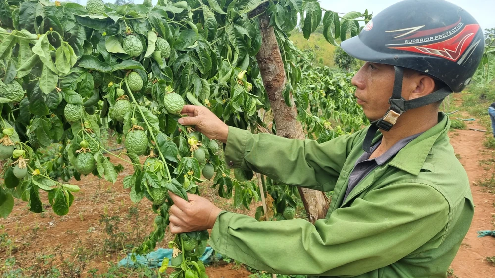 Vườn chanh dây của ông Vệ bị kẻ gian chặt gốc. Ảnh KX