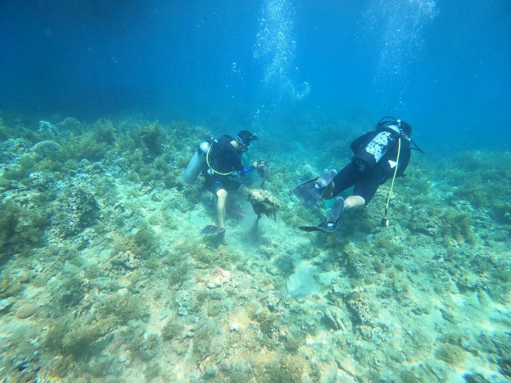 Việc này nhằm làm sạch đáy biển, bảo vệ rạn san hô và môi trường sống của các sinh vật biển. Ảnh QN