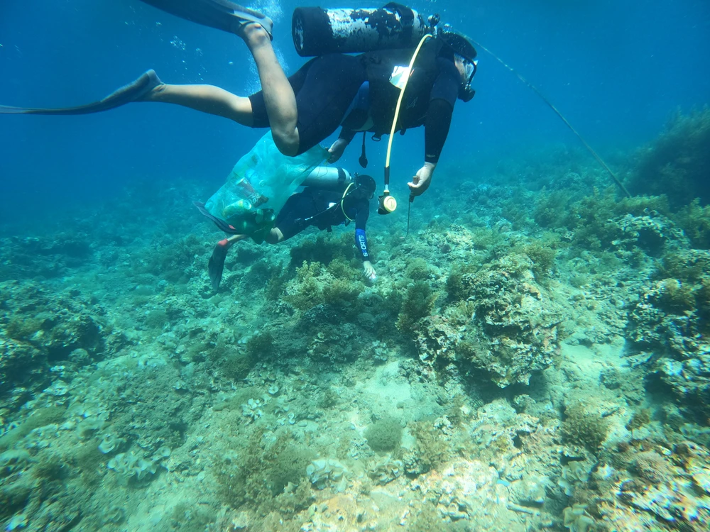 Ngoài vớt rác thải là bao bì, chai nhựa, vỏ lon... tổ bảo vệ san hô còn bắt sao biển gai- đây là loài vật gây nguy hại đến rạn san hô. Ảnh QN