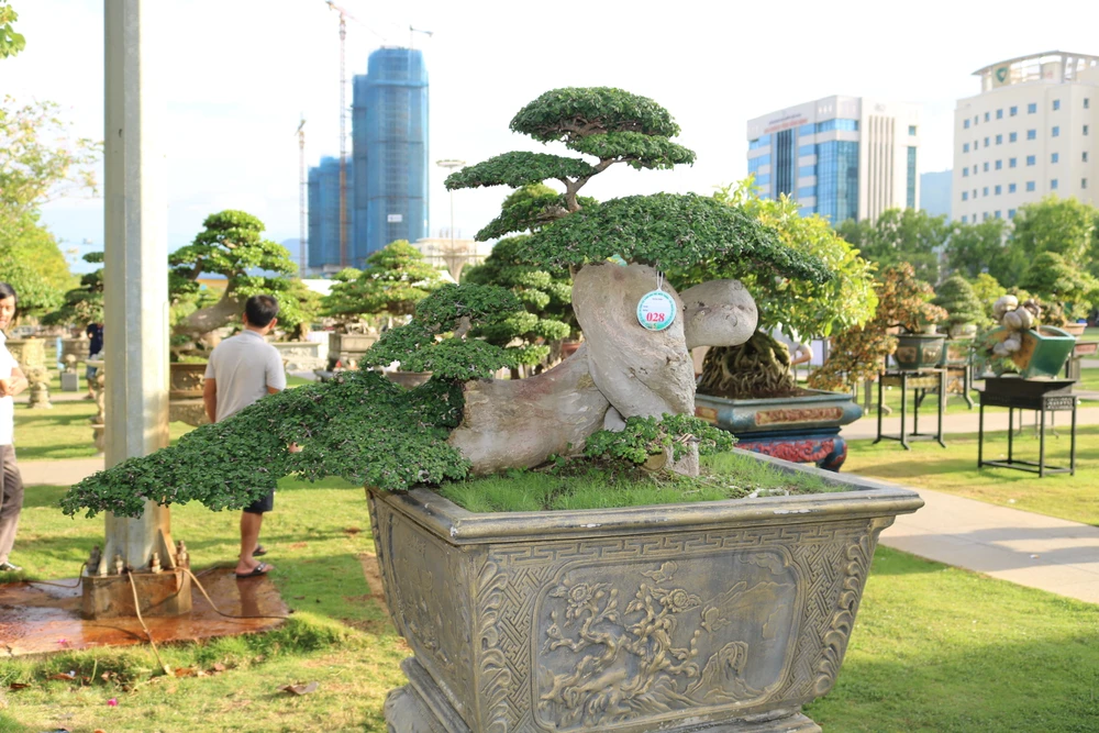 Để tạo nên những tác phẩm bonsai đẹp, đòi hỏi người nghệ nhân phải có sự khéo léo, kiên trì và sáng tạo. Ảnh: QN