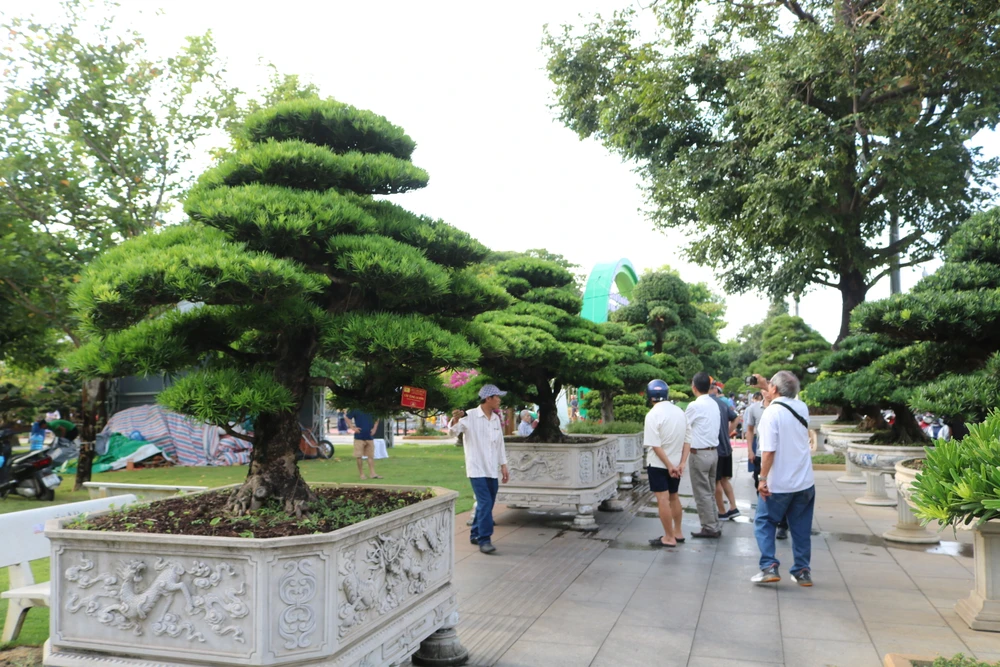 Dàn 'tùng cổ thụ' tại hội thi SVC ở Quy Nhơn. Ảnh: QN