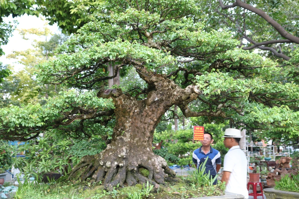 Người dân đang chiêm ngưỡng cây khế cổ có tuổi đời đến cả trăm năm. Ảnh: QN
