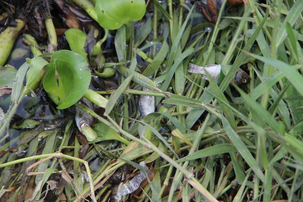 Bình Dương: Nước suối chuyển thành màu xanh, bốc mùi khó chịu ảnh 5