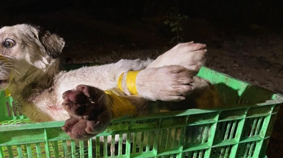 Một chú chó bị nhóm trộm bắt. Ảnh: LA