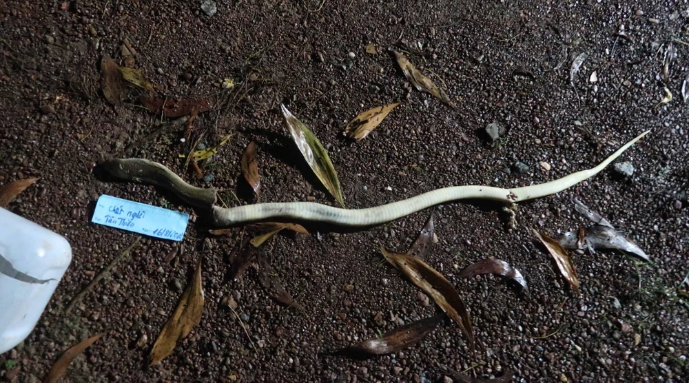 Con rắn cắn ông Đ.khiến người này tử vong. Ảnh: CACC