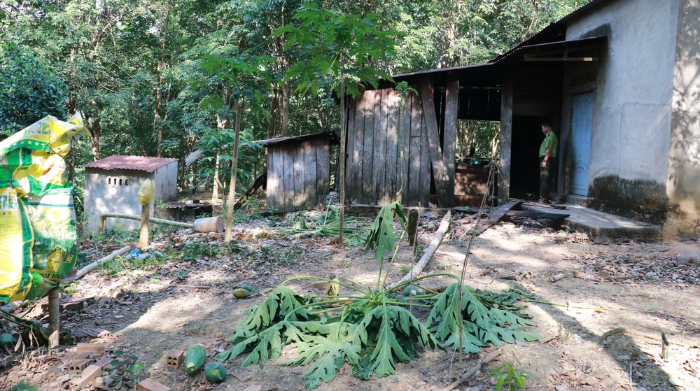 Nhà bếp của một ngôi nhà rẫy bị voi rừng phá để ăn muối và gạo.