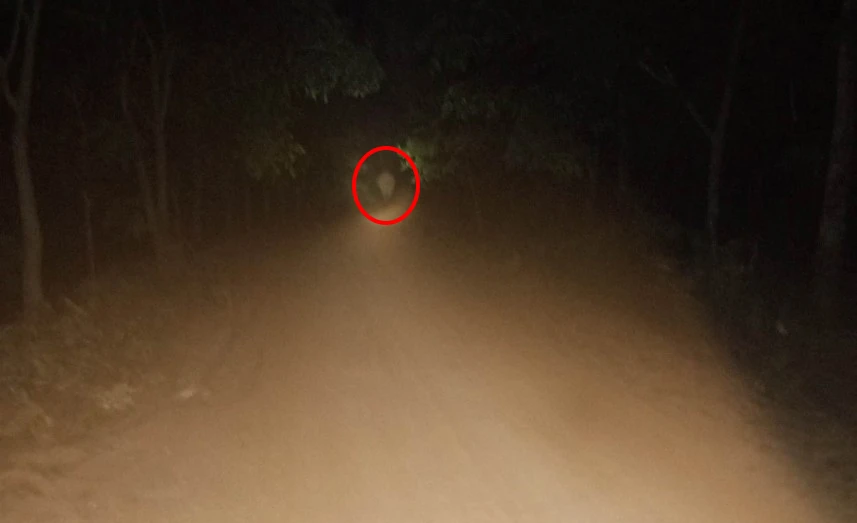 Một con voi rừng xuất hiện trong đêm 19-3 được người dân chụp hình lại.