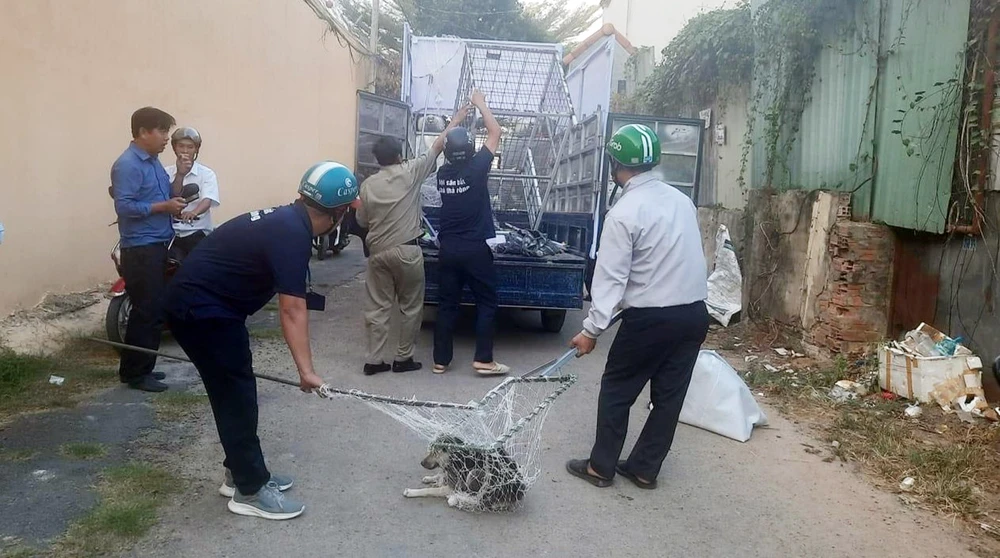 bắt chó thả rông