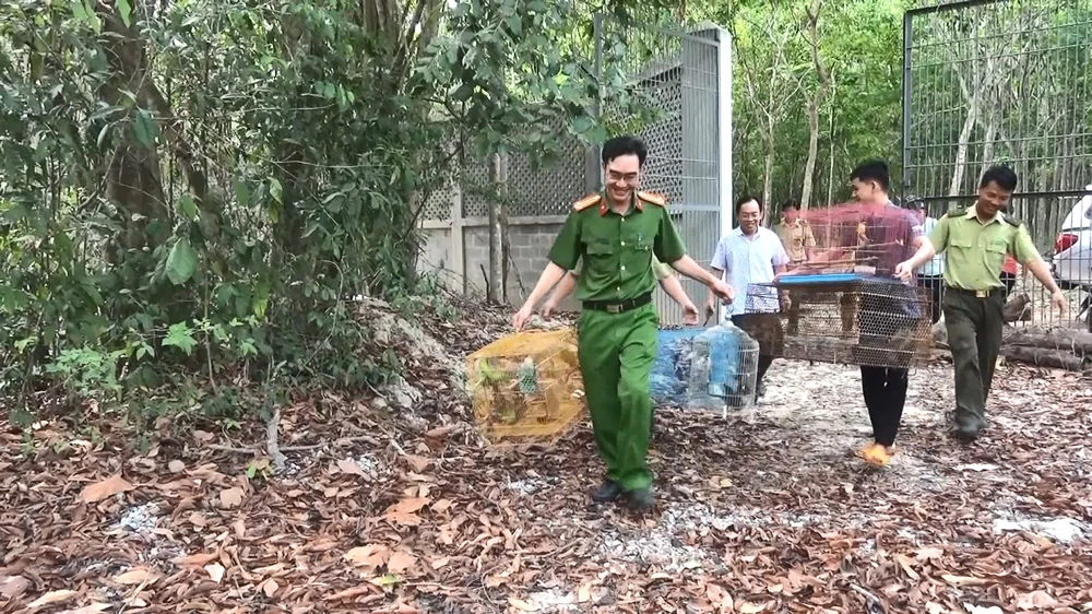Các ngành chức năng đưa số động vật quý hiếm vào rừng Kiến An. Ảnh: LÊ ÁNH