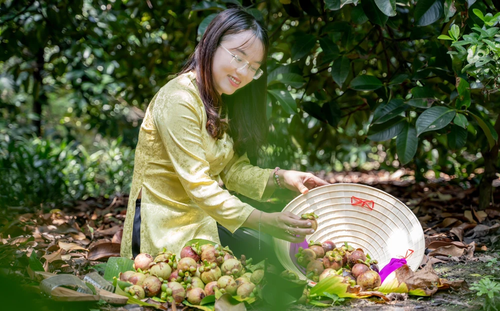 Rất nhiều du khách còn đến tận các vườn trái cây để thăm quan, thưởng thức trái cây tận vườn. Ảnh: PHƯƠNG THÀ