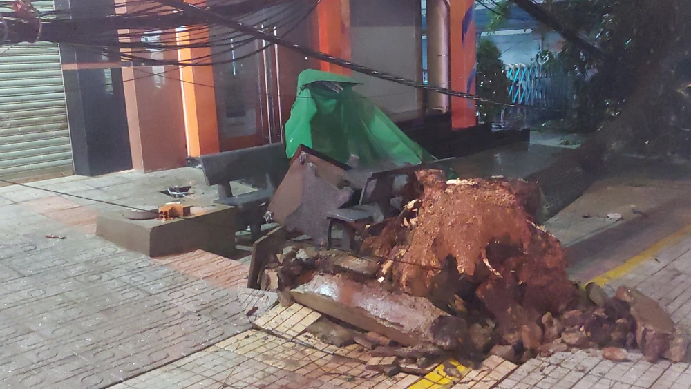 Cây xanh bật gốc. Ảnh: DH