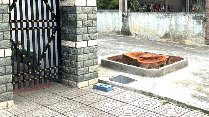 Cây xà cừ có kích thước lớn bị đốn hạ. Ảnh: CA