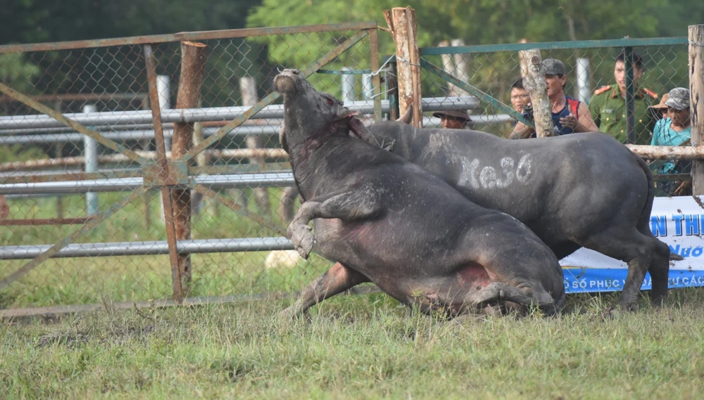 hội chọi trâu (1).jpg