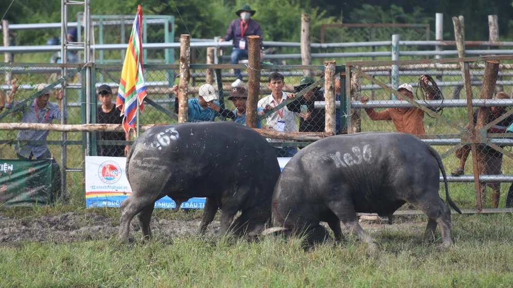 hội chọi trâu (4).jpg