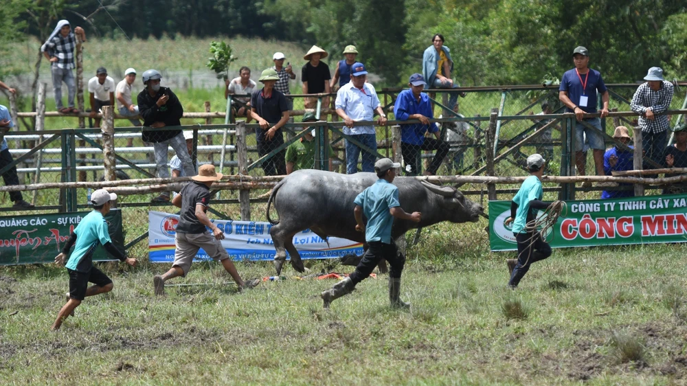 hội chọi trâu (6).jpg