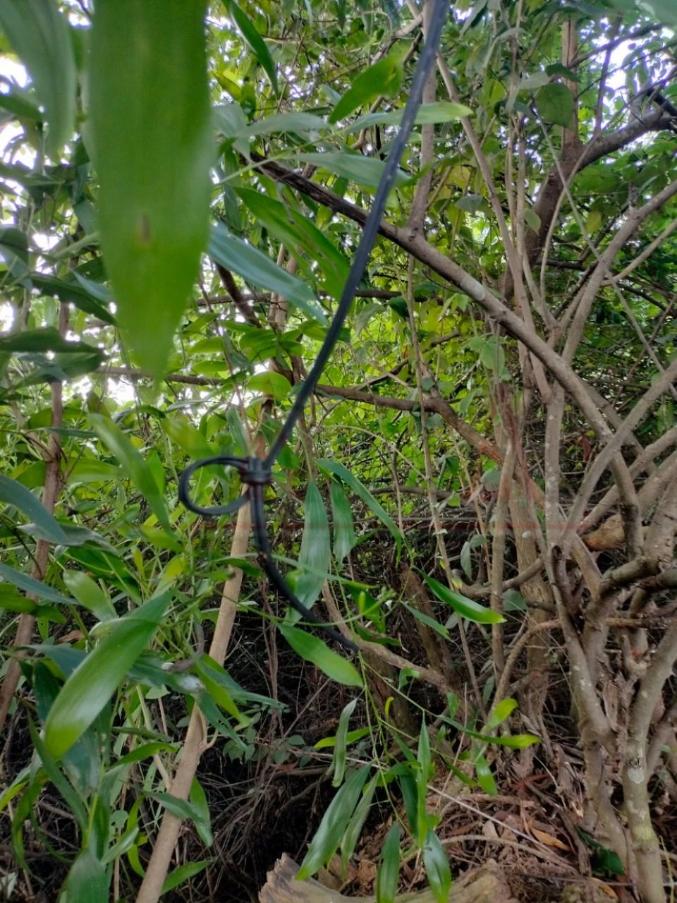 Bình Dương: Lại phát hiện bộ xương người trong bụi cây